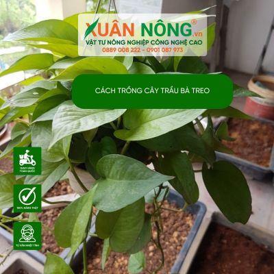 Bí quyết trồng cây trầu bà chậu treo siêu đẹp