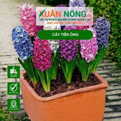 Kỹ thuật trồng hoa Tiên Ông đẹp, nhiều màu đón Tết 2025