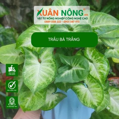 Trầu bà trắng: Ý nghĩa, cách trồng và chăm sóc tại nhà