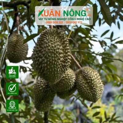 Nguyên nhân sượng, cháy múi, nhão cơm ở sầu riêng