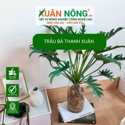 Trầu bà thanh xuân: Đặc điểm, cách trồng và chăm sóc