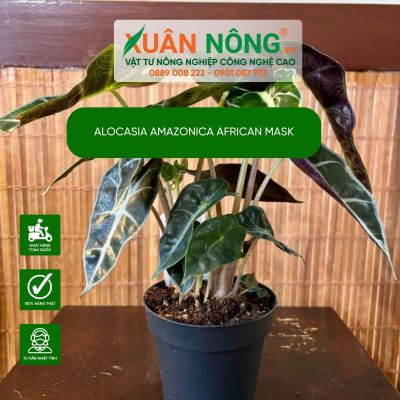 Alocasia Amazonica African Mask: Đặc điểm, cách trồng và chăm sóc
