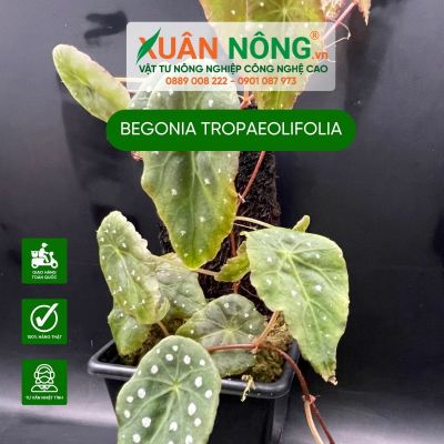 Cách trồng và chăm sóc cây Begonia Tropaeolifolia