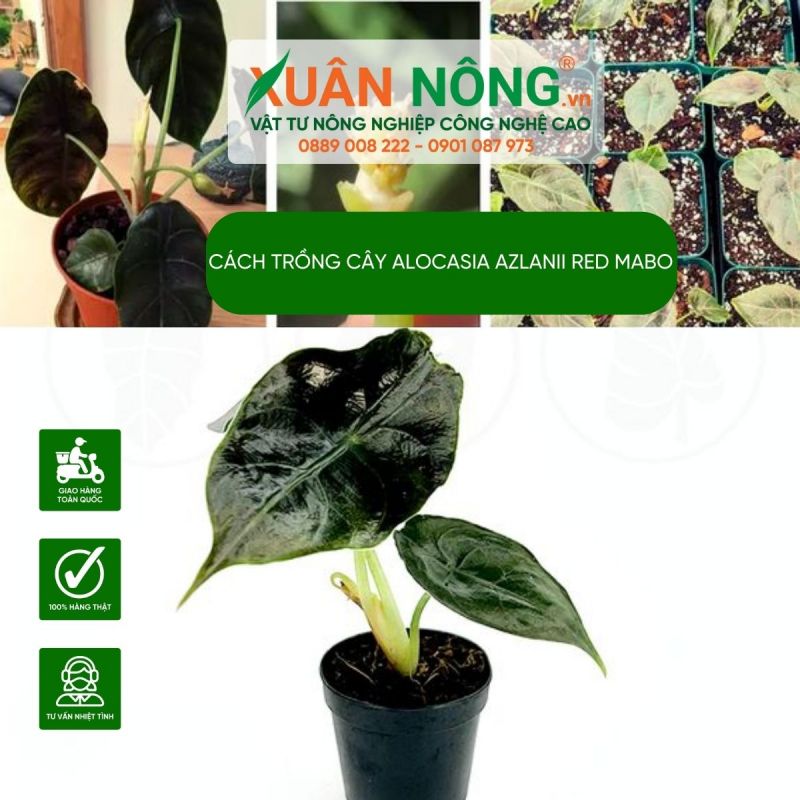 alocasia-azlanii-red-mabo-c-i-m-c-ch-tr-ng-v-ch-m-s-c