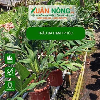 Ý nghĩa, cách trồng và chăm sóc trầu bà hạnh phúc