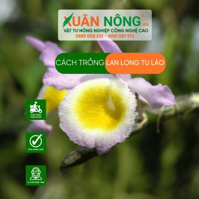 Cách trồng lan long tu lào năng suất cao