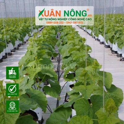 Tại sao nên chọn nhà màng trồng dưa lưới Xuân Nông