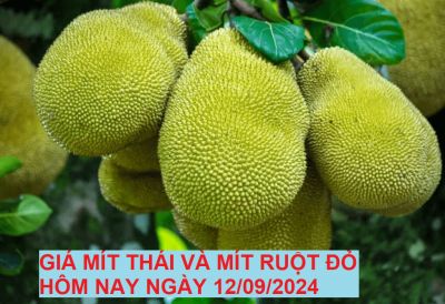 GIÁ MÍT THÁI VÀ MÍT RUỘT ĐỎ HÔM NAY NGÀY 12/09/2024