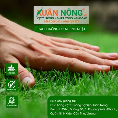 Cách trồng cỏ Nhung Nhật cho sân vườn