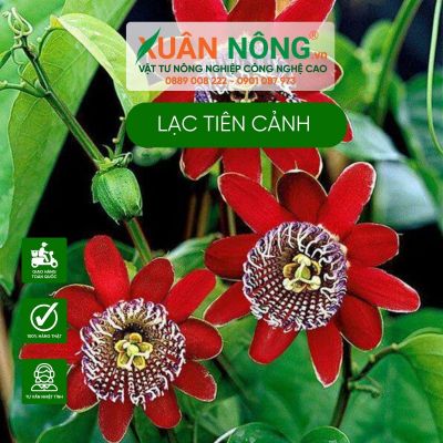 Lạc tiên cảnh là gì? Ý nghĩa hoa lạc tiên cảnh