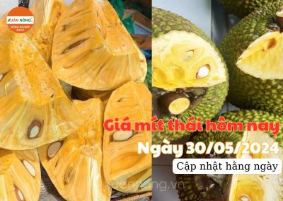 Giá mít thái hôm nay ngày 30/05/2024