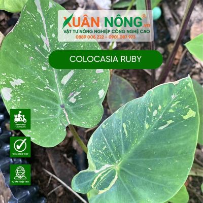 Colocasia Ruby: Đặc điểm, cách trồng và chăm sóc