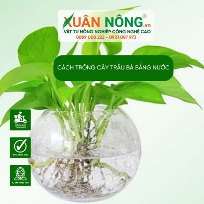 Cách trồng cây trầu bà bằng nước đơn giản