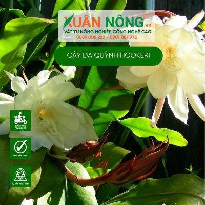 Cây Dạ Quỳnh Hookeri: Đặc điểm, công dụng, cách trồng, chăm sóc