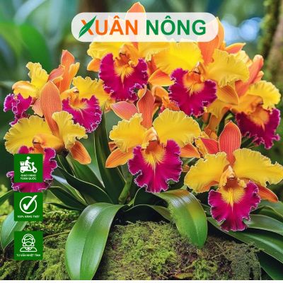 Top 35 loại hoa lan đẹp, dễ trồng tại nhà