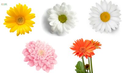 Đặc điểm, ý nghĩa và cách trồng hoa cúc