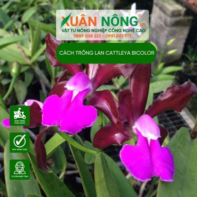 Cách trồng Lan Cattleya bicolor năng suất cao