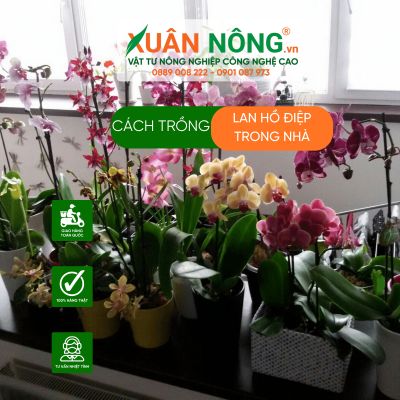 Cách trồng lan hồ điệp trong nhà