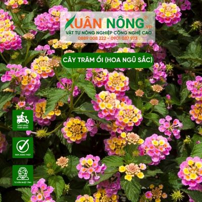 Cách trồng cây trâm ổi (hoa ngũ sắc) đơn giản tại nhà