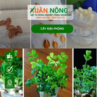 Kỹ thuật trồng cây đậu phộng thủy canh tại nhà siêu dễ