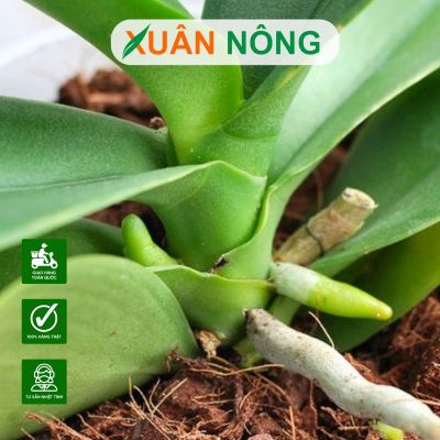 8 loại giá thể trồng lan tốt nhất hiện nay