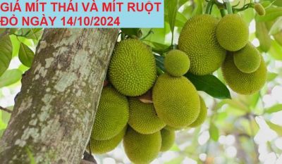 GIÁ MÍT THÁI VÀ MÍT RUỘT ĐỎ HÔM NAY NGÀY 14/10/2024