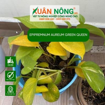 Cách hạn chế cháy lá trên trầu bà Epipremnum aureum Green Queen