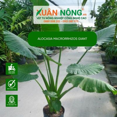 Tại sao cây Alocasia Macrrhizos Giant lại được yêu thích nhất