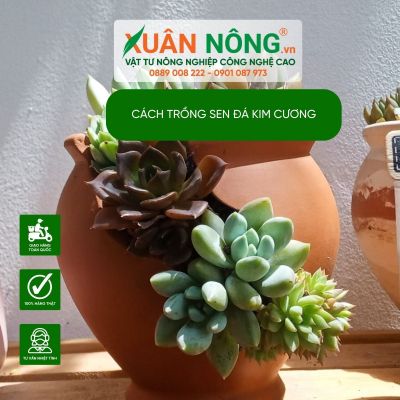 Cách trồng sen đá kim cương cho người mới bắt đầu