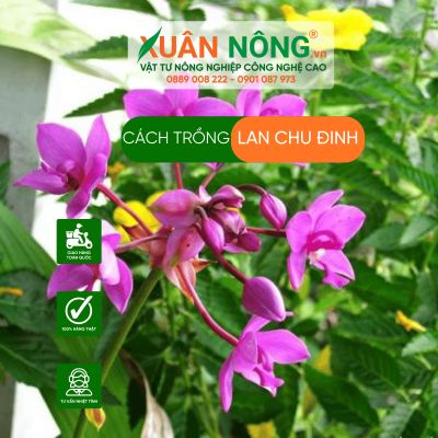 Cách trồng lan Chu Đinh năng suất cao