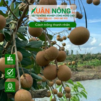 Cách trồng thanh nhãn cho quả nhiều