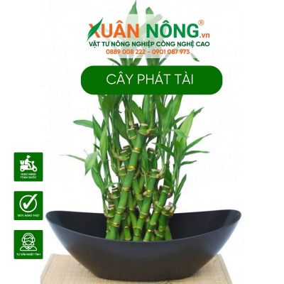 Cây Phát Tài: Ý nghĩa phong thủy, hợp tuổi nào, mệnh nào?