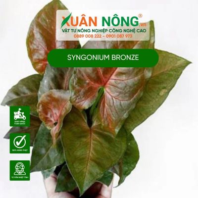 Syngonium Bronze: Đặc điểm, cách trồng và chăm sóc