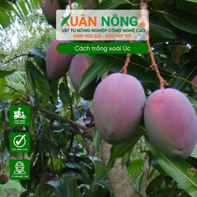 Cách trồng xoài Úc hiệu quả