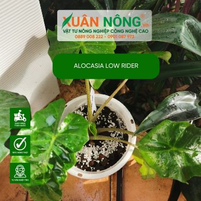 Alocasia Low Rider: Đặc điểm, cách trồng và chăm sóc