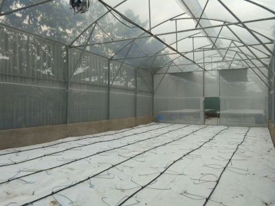 Vật tư lắp hệ thống tưới nhỏ giọt trong nhà màng trồng rau