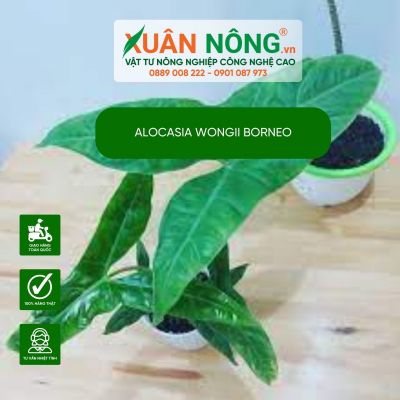 Cách chăm sóc và nhân giống cây Alocasia Wongii Borneo