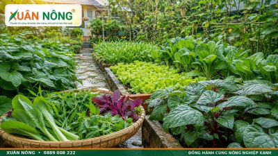 Th&aacute;ng 9 N&ecirc;n Trồng Rau G&igrave;? C&aacute;c Loại Rau Dễ Trồng