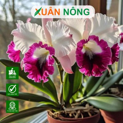 Top 35 loại hoa lan được ưa chuộng và trồng nhiều nhất