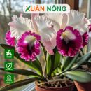 Top 35 loại hoa lan được ưa chuộng và trồng nhiều nhất