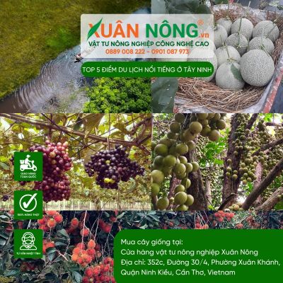 Top 5 điểm du lịch nông nghiệp nổi tiếng ở Tây Ninh