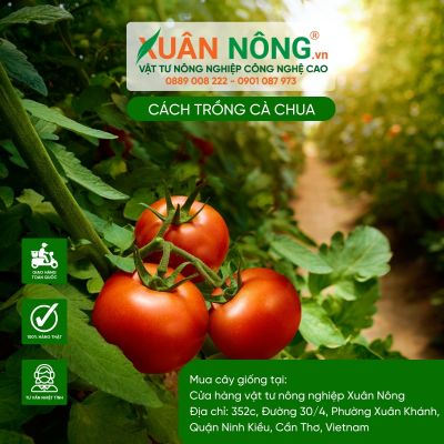 Trồng cà chua đơn giản hóa chỉ với những bước nhỏ