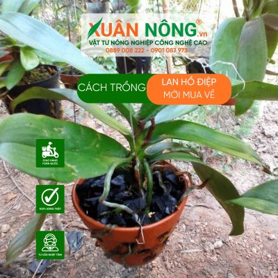 Cách trồng lan hồ điệp mới mua về