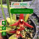 Cách trồng Hoa Lan Dừa năng suất cao
