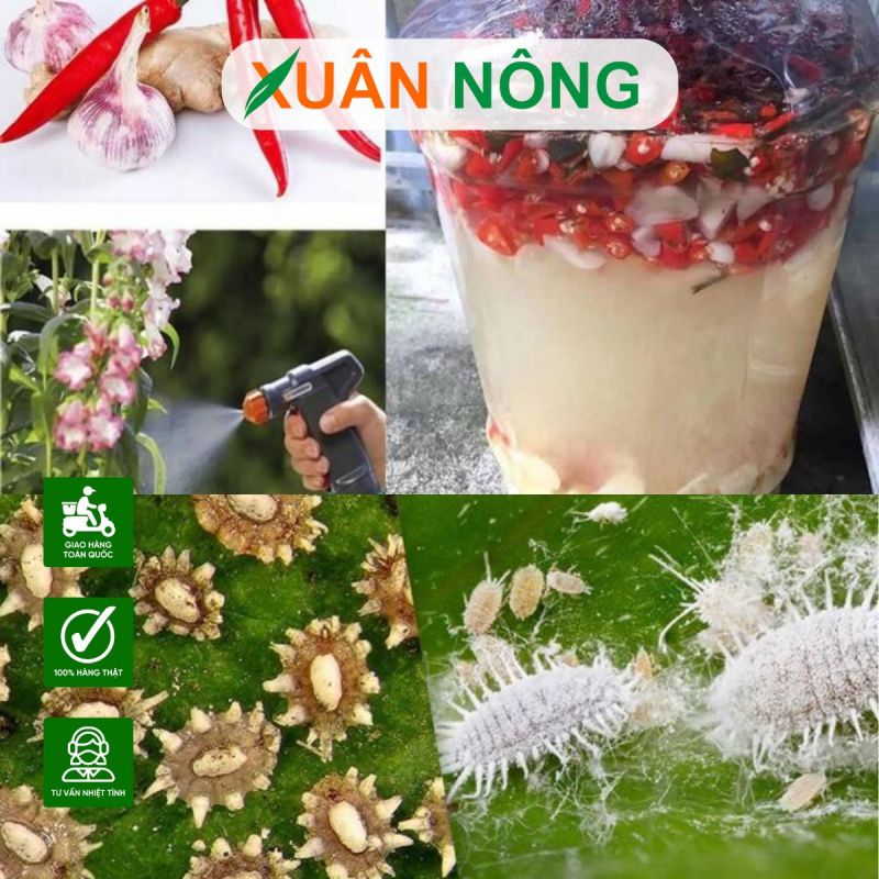 Mẹo tự nhiên phòng sâu bệnh cho rau màu, cây trồng