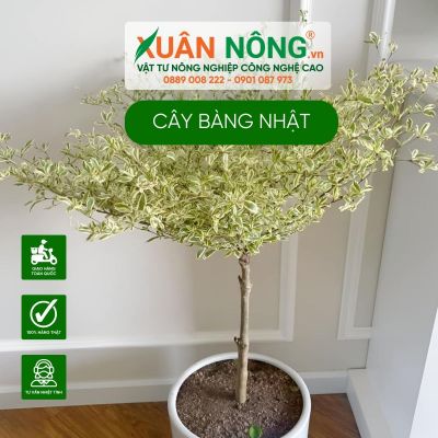 Cây bàng Nhật: Nguồn gốc, đặc điểm, ý nghĩa, cách trồng