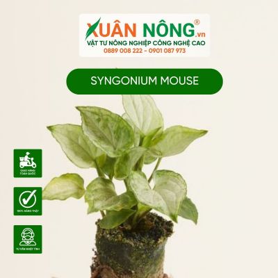 Cách trồng và chăm sóc cây Syngonium Mouse hiệu quả