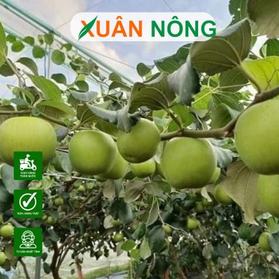 Kỹ thuật chăm sóc táo Đài Loan cho trái to, ngọt