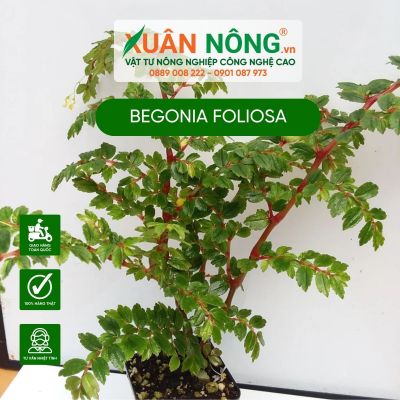 Đặc điểm, cách trồng và chăm sóc cây Begonia foliosa