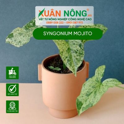 Cây Syngonium Mojito:  Đặc điểm, cách trồng và chăm sóc